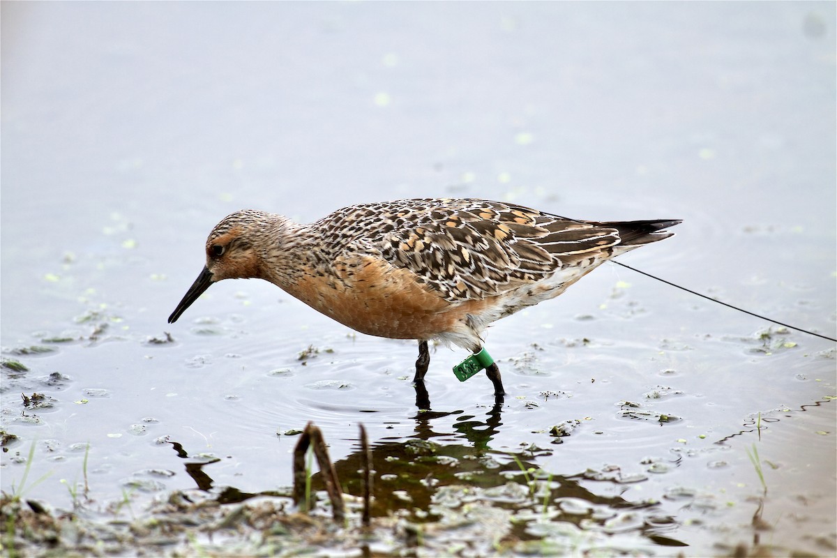 Red Knot - ML341711111
