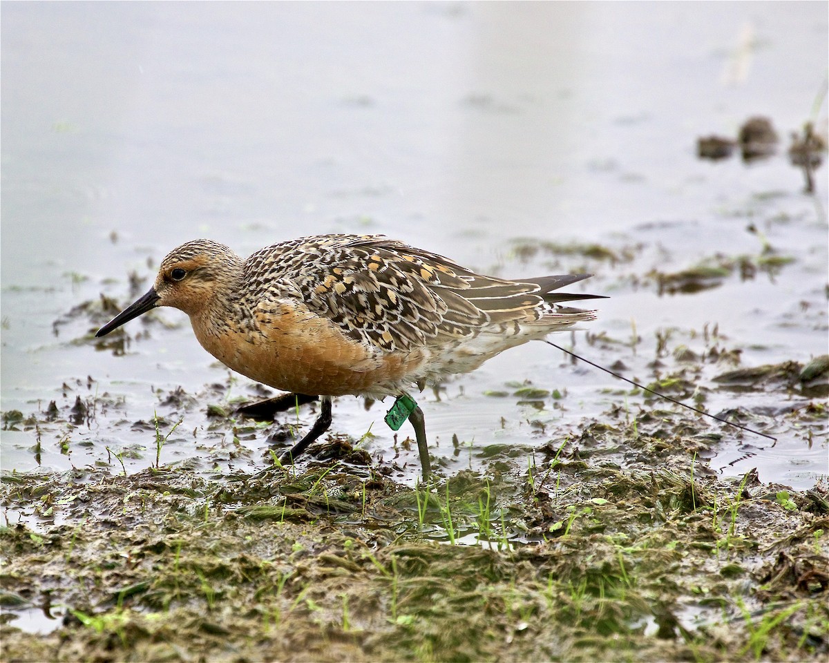 Red Knot - ML341711181