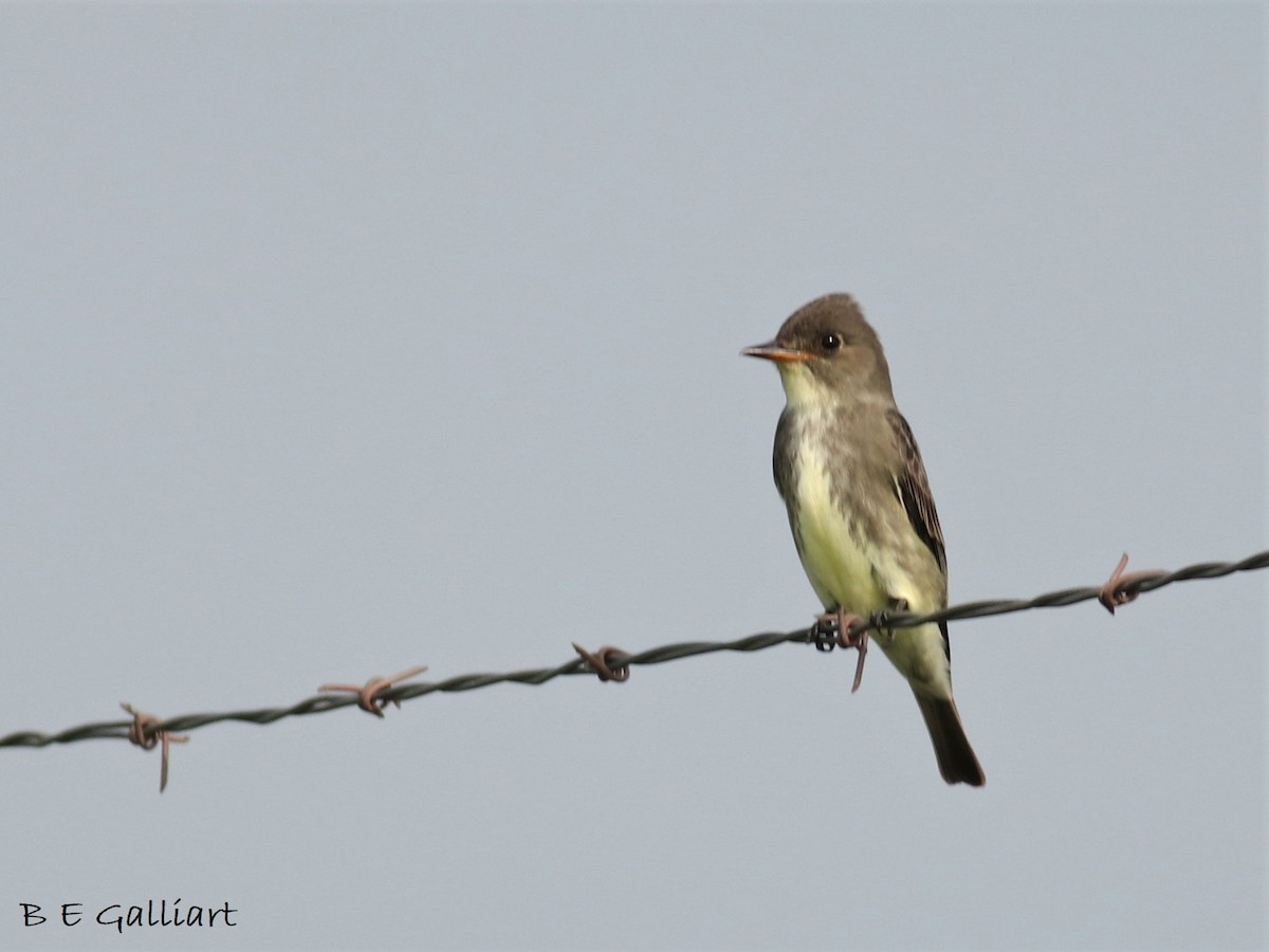 Olive-sided Flycatcher - Brent Galliart