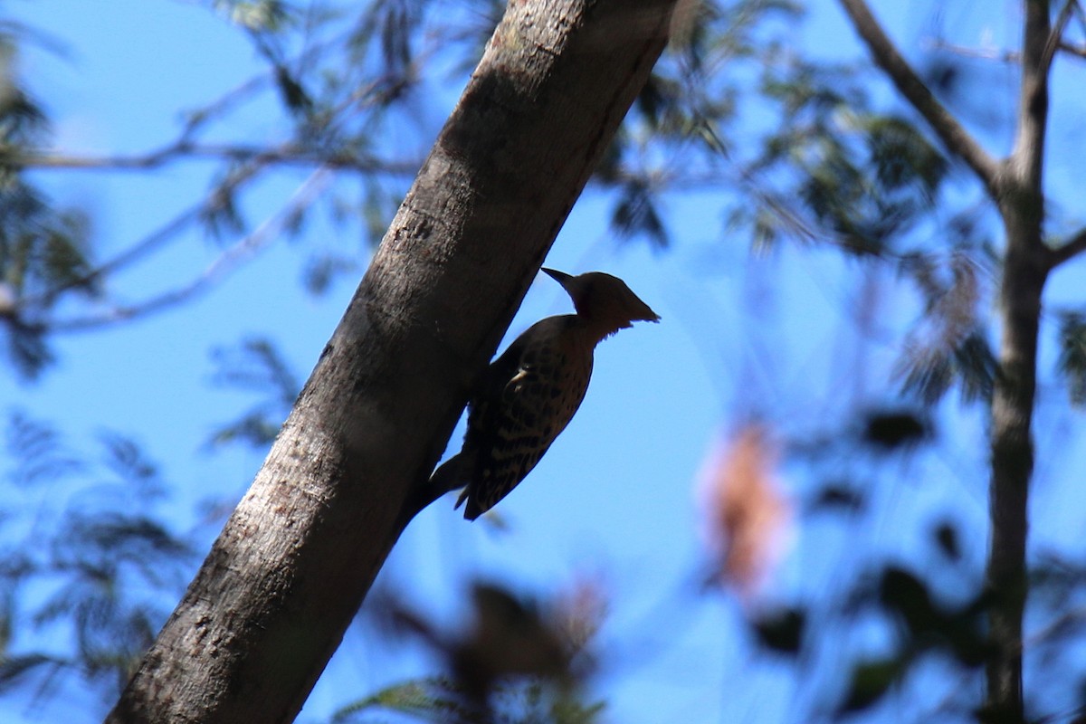 Ochre-backed Woodpecker - ML34171921