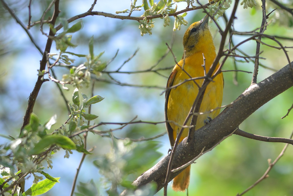 Orchard Oriole - ML341719221