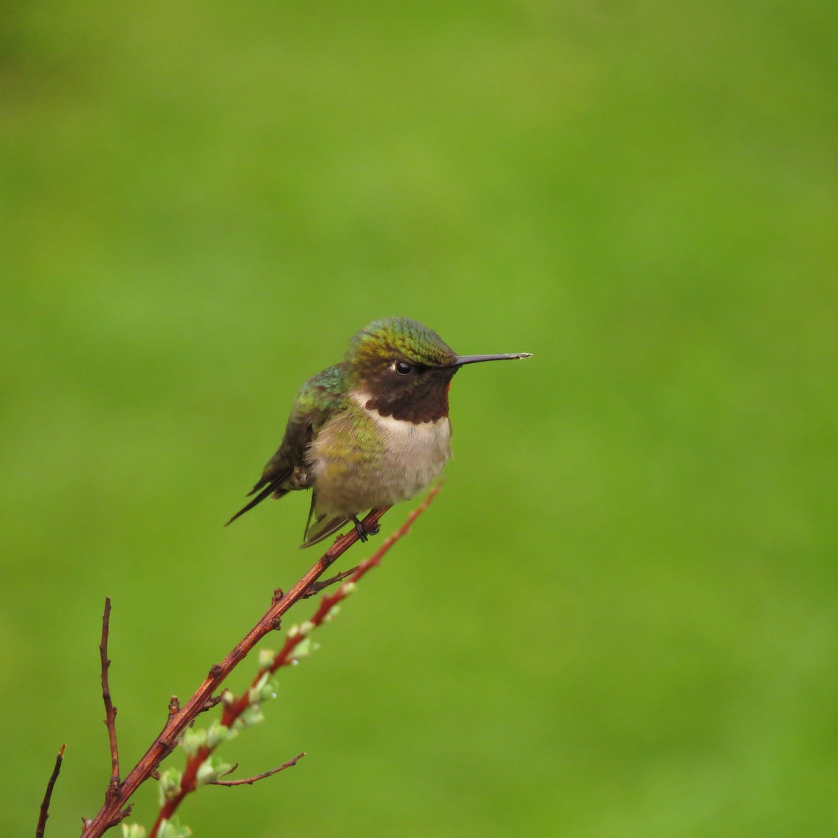 Ruby-throated Hummingbird - ML341724151