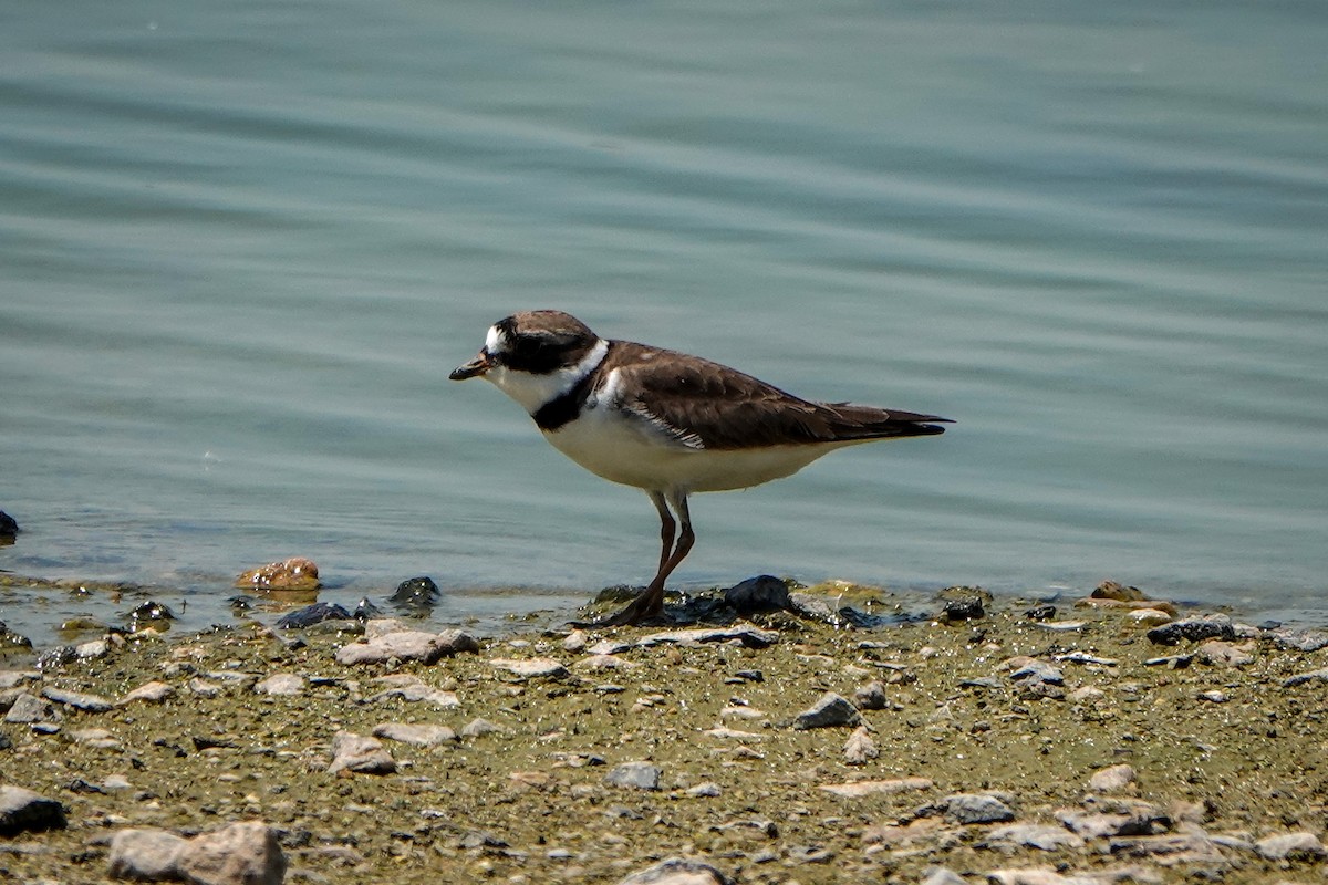 Semipalmated Plover - Gretchen Locy