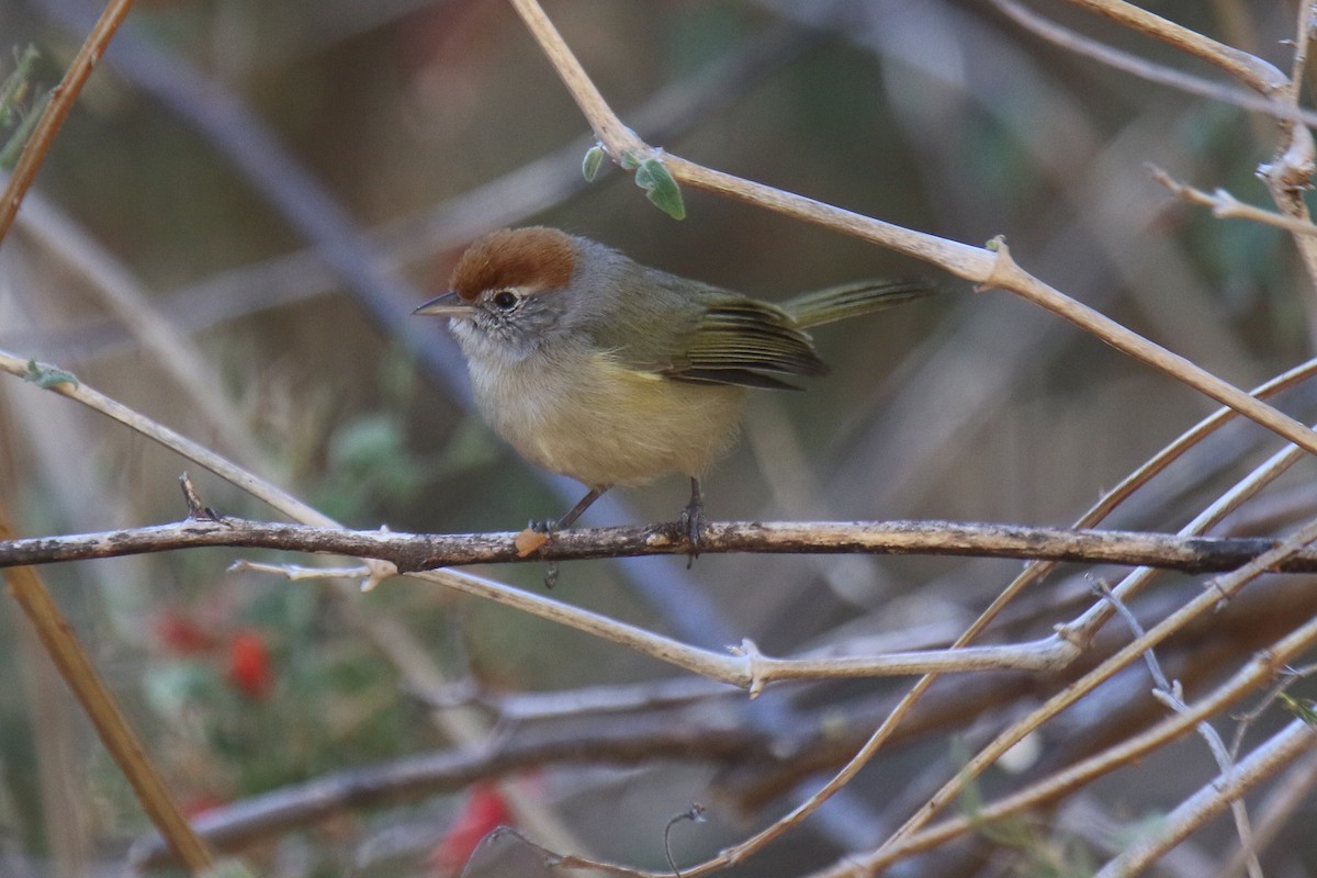 ML34172721 - Gray-eyed Greenlet - Macaulay Library
