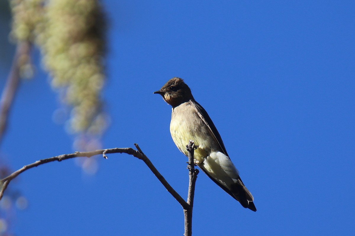 Southern Rough-winged Swallow - ML34172851
