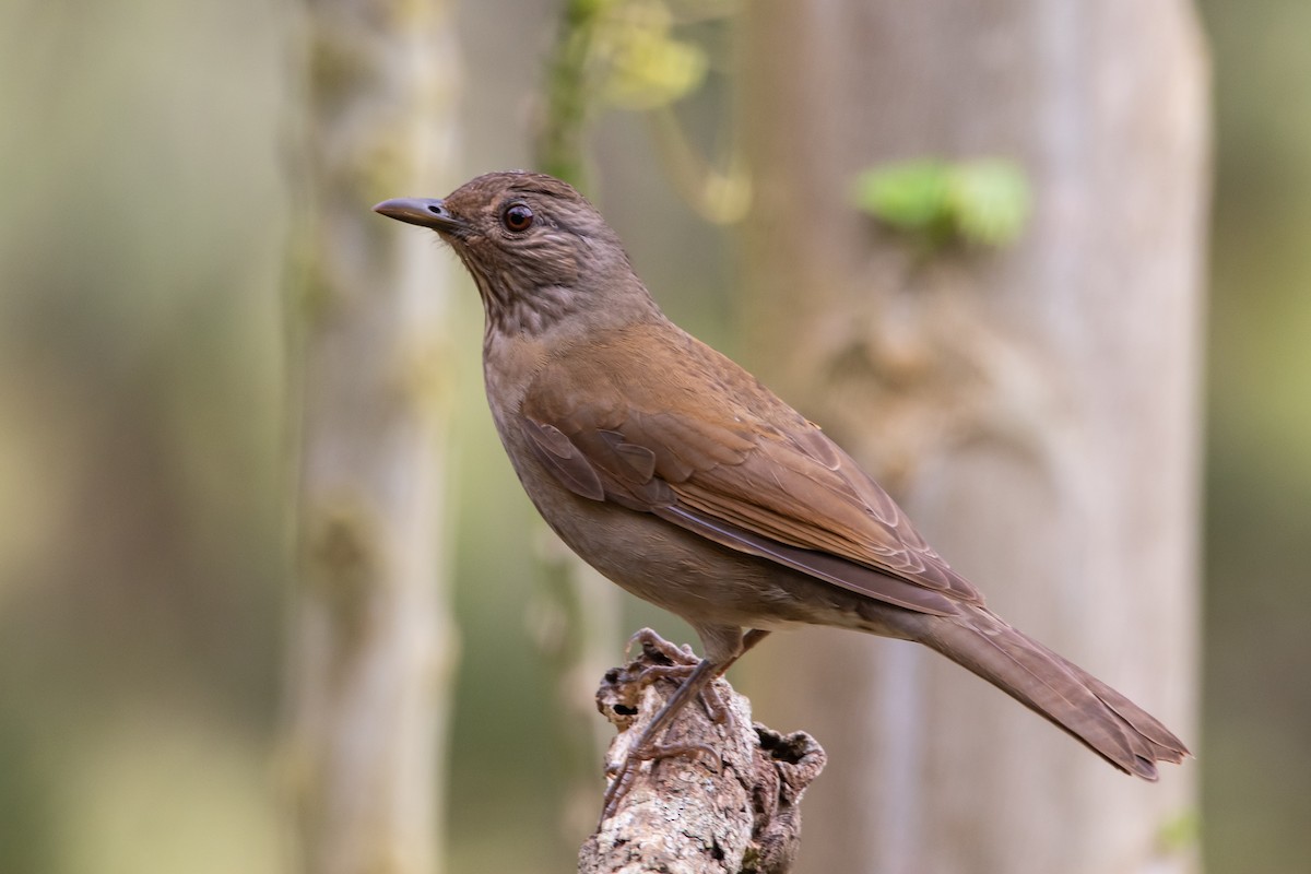 Pale-breasted Thrush - ML341730561