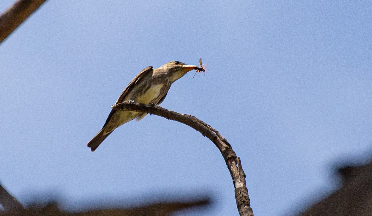 Olive-sided Flycatcher - Timothy Aarons