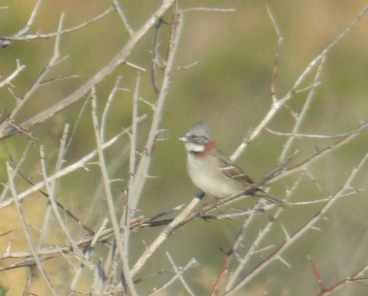 Rufous-collared Sparrow - ML341731341