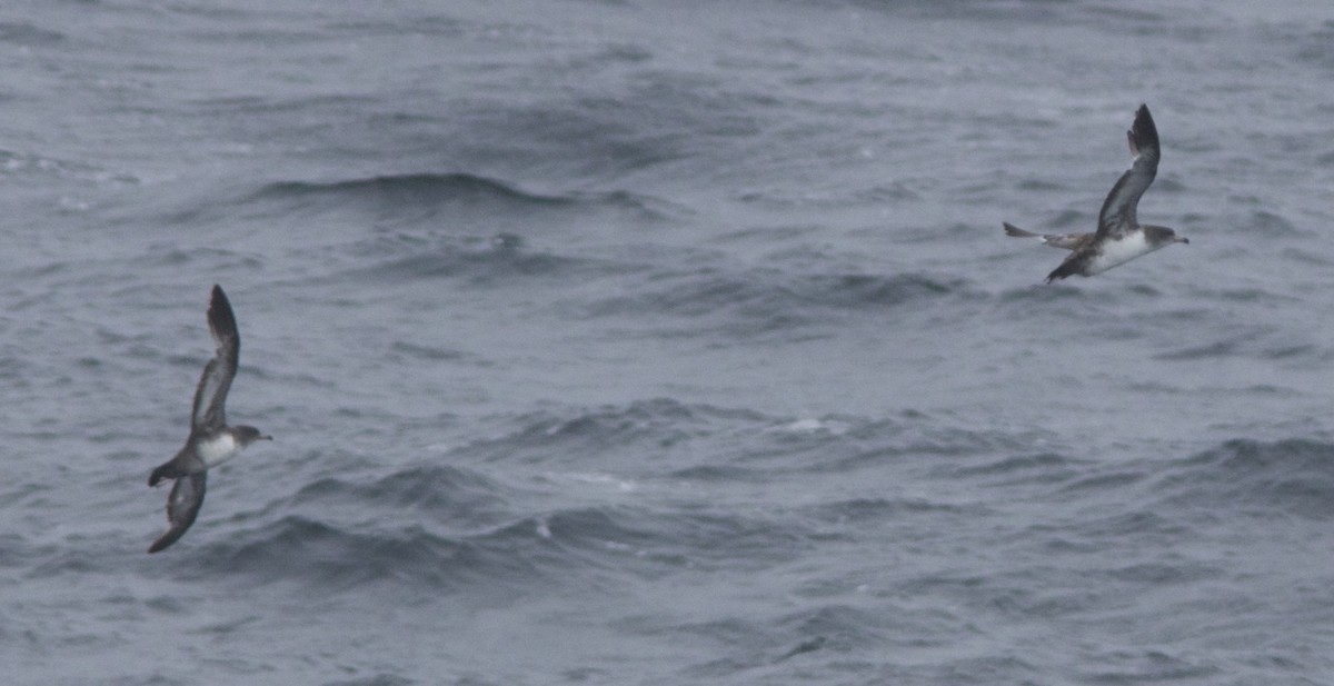 Pink-footed Shearwater - Dave Czaplak