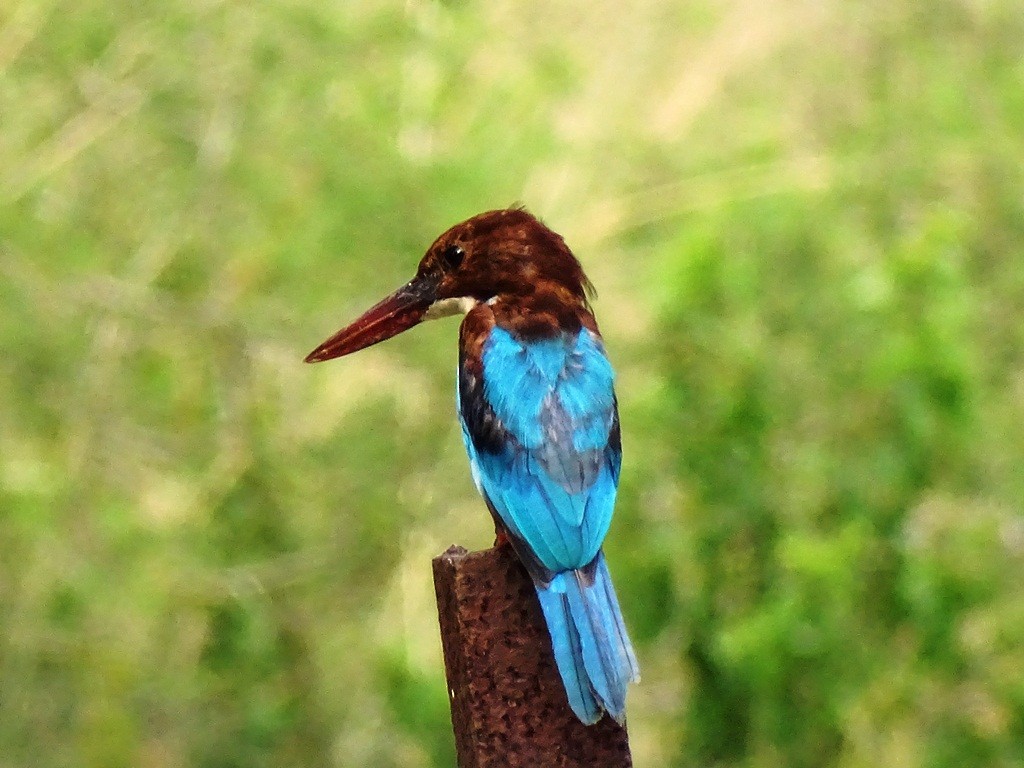 White-throated Kingfisher - Sreekumar Chirukandoth
