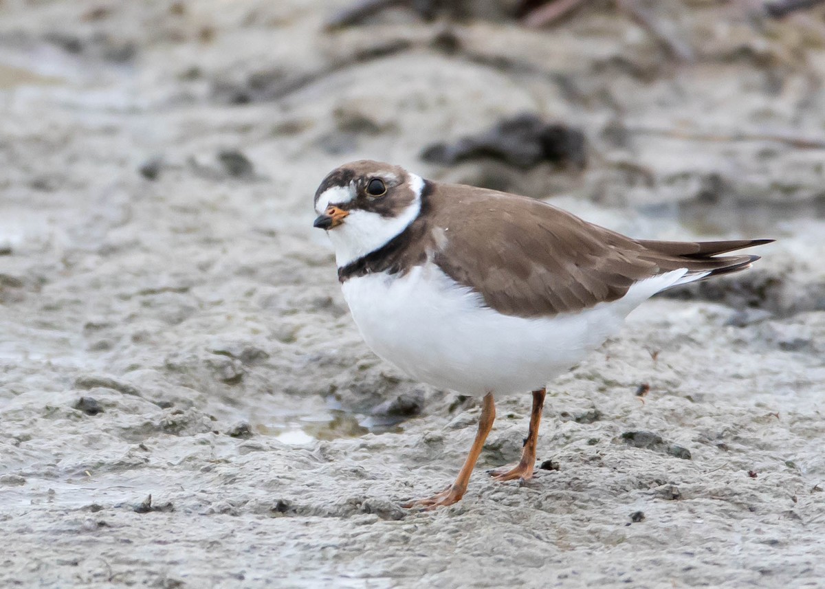 Semipalmated Plover - ML341736041