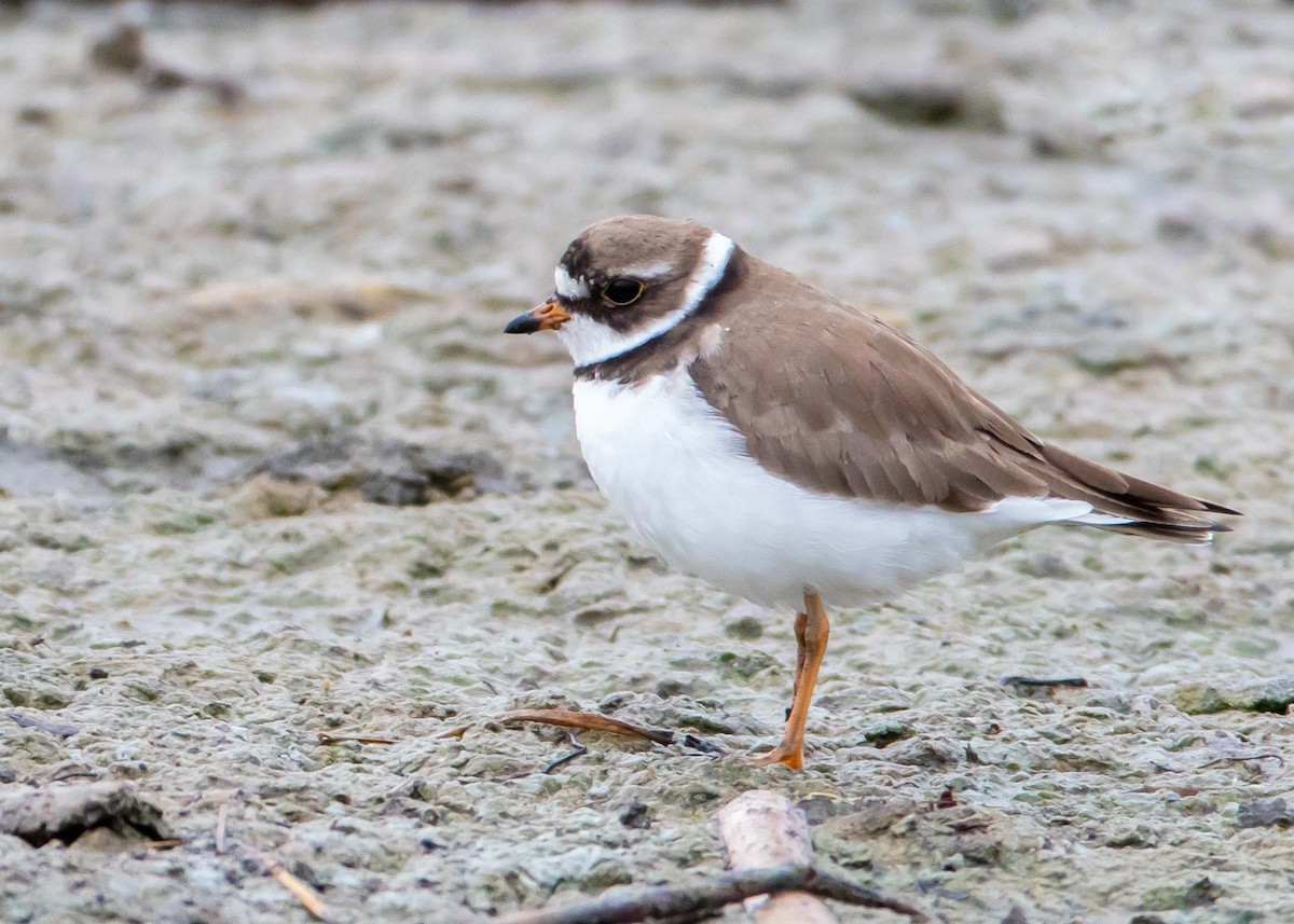 Semipalmated Plover - ML341736051