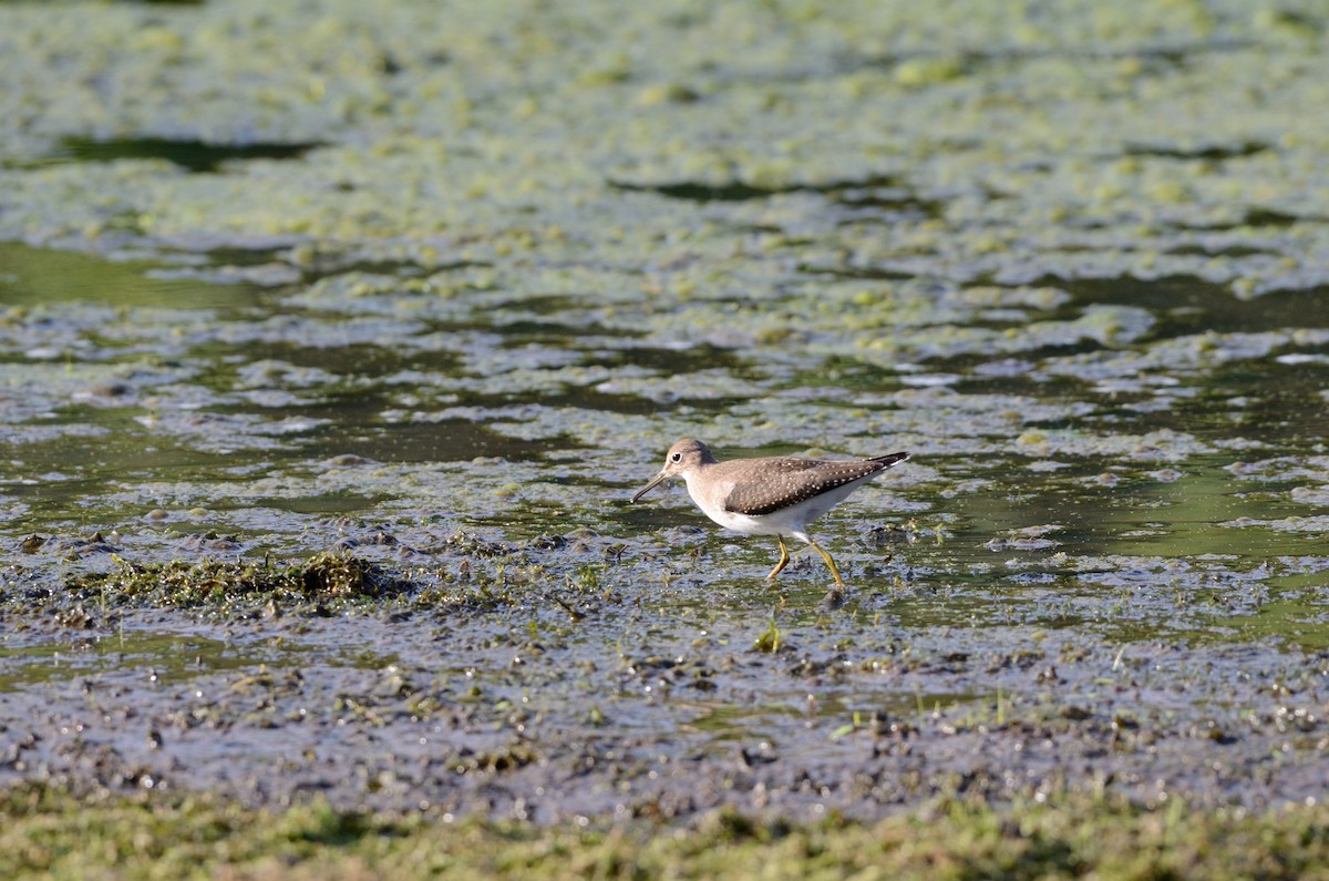 Solitary Sandpiper - Barry Blust