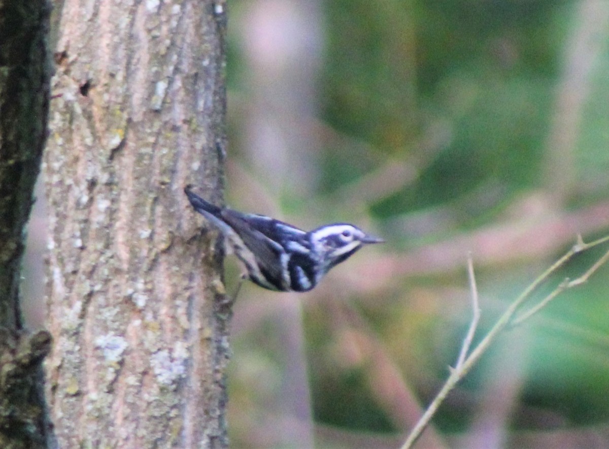 Black-and-white Warbler - ML341738791
