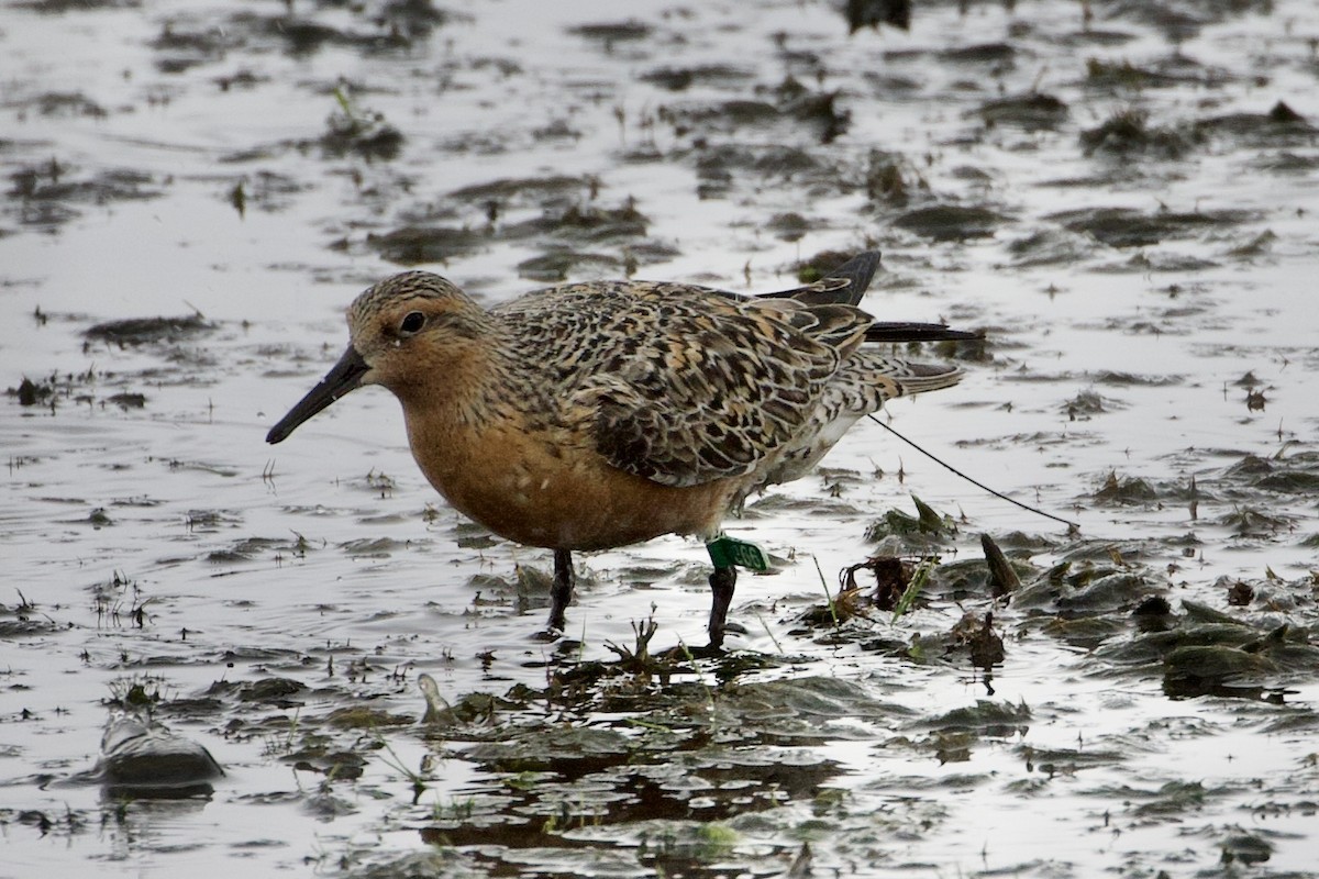 Red Knot - ML341743391