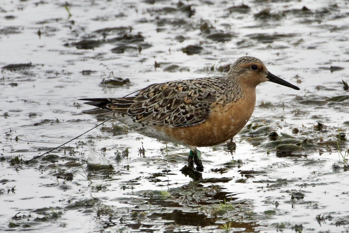 Red Knot - ML341743401