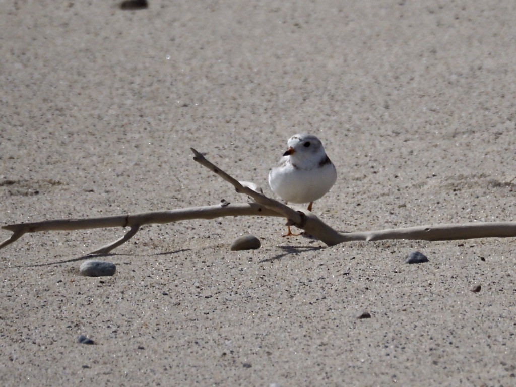 Piping Plover - Harlee Strauss