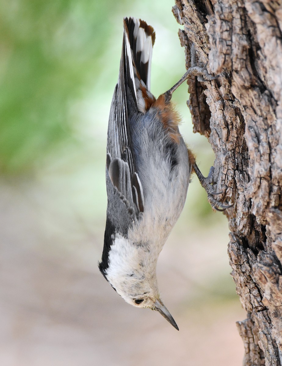 White-breasted Nuthatch - ML341747931