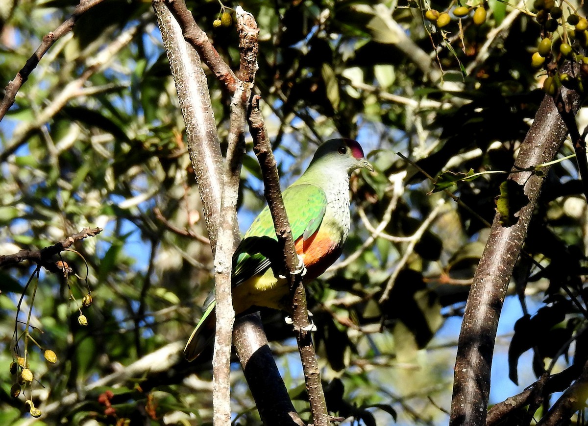 Rose-crowned Fruit-Dove - ML341752081