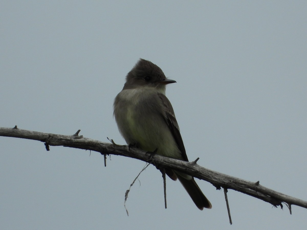 Western Wood-Pewee - Jeff Percell