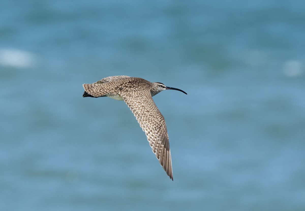 Whimbrel - Wendy Crowe