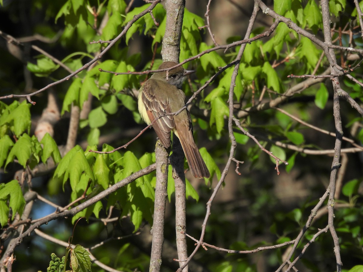 Great Crested Flycatcher - ML341762131