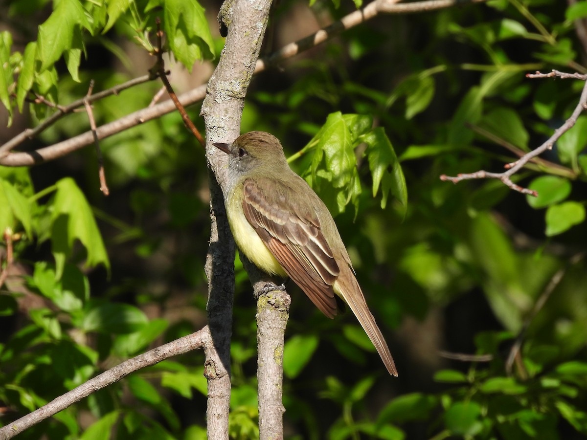 Great Crested Flycatcher - ML341762151