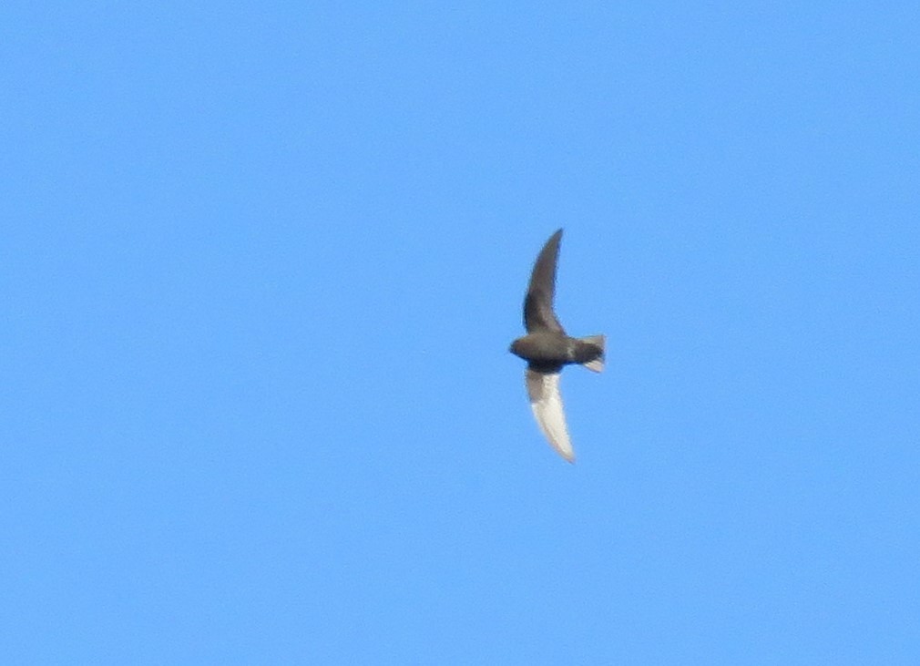 eBird Checklist - 23 May 2021 - IRWD San Joaquin Marsh & Wildlife ...