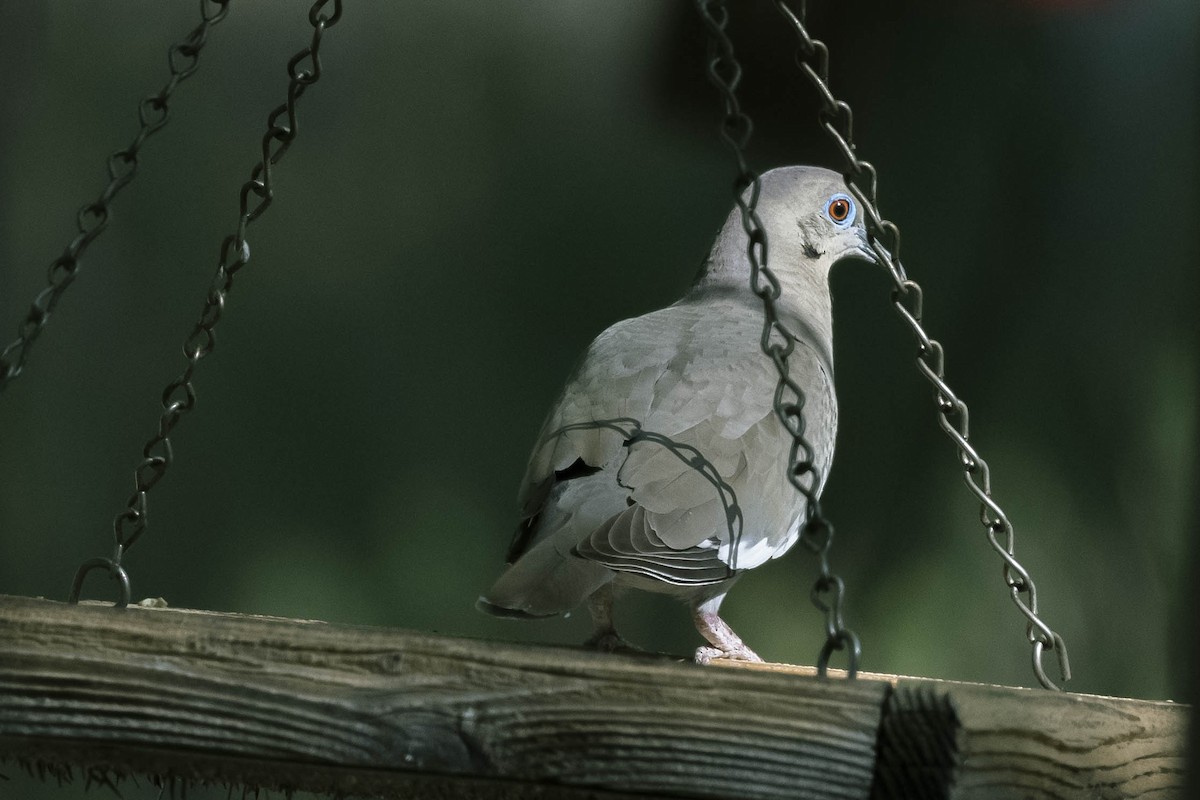 White-winged Dove - ML341767061