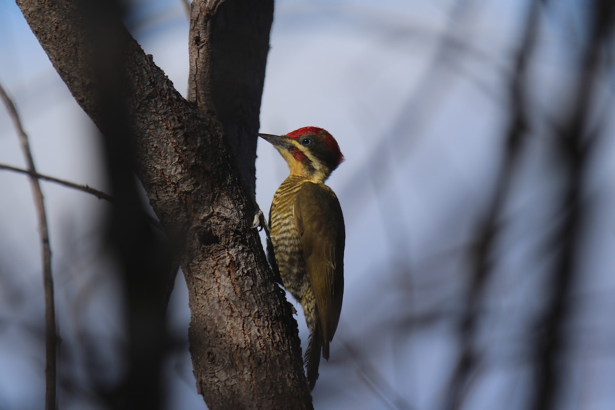 Golden-green Woodpecker - Ian Thompson