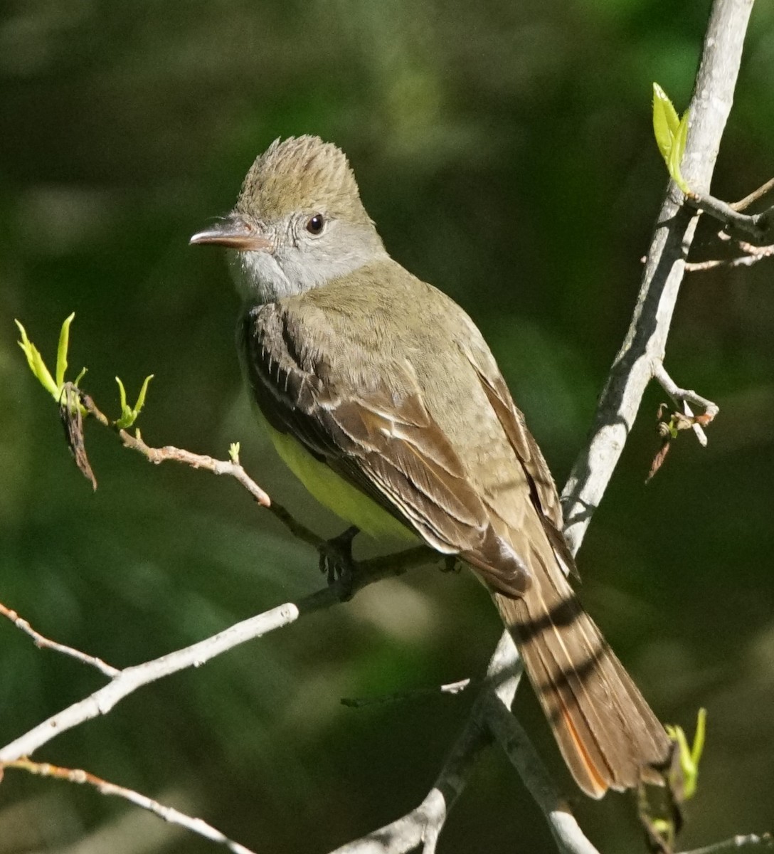 Great Crested Flycatcher - ML341782701