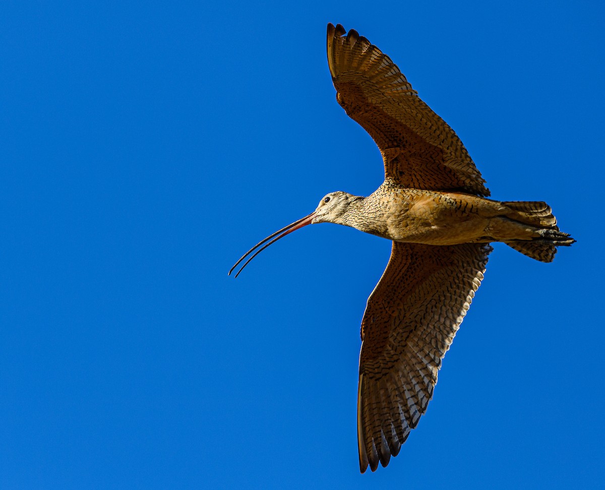 Long-billed Curlew - ML341789081
