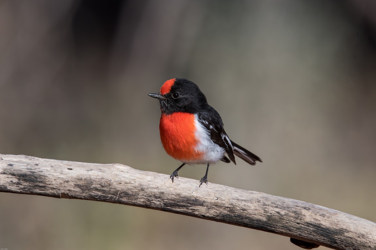 Red-capped Robin - ML341790981