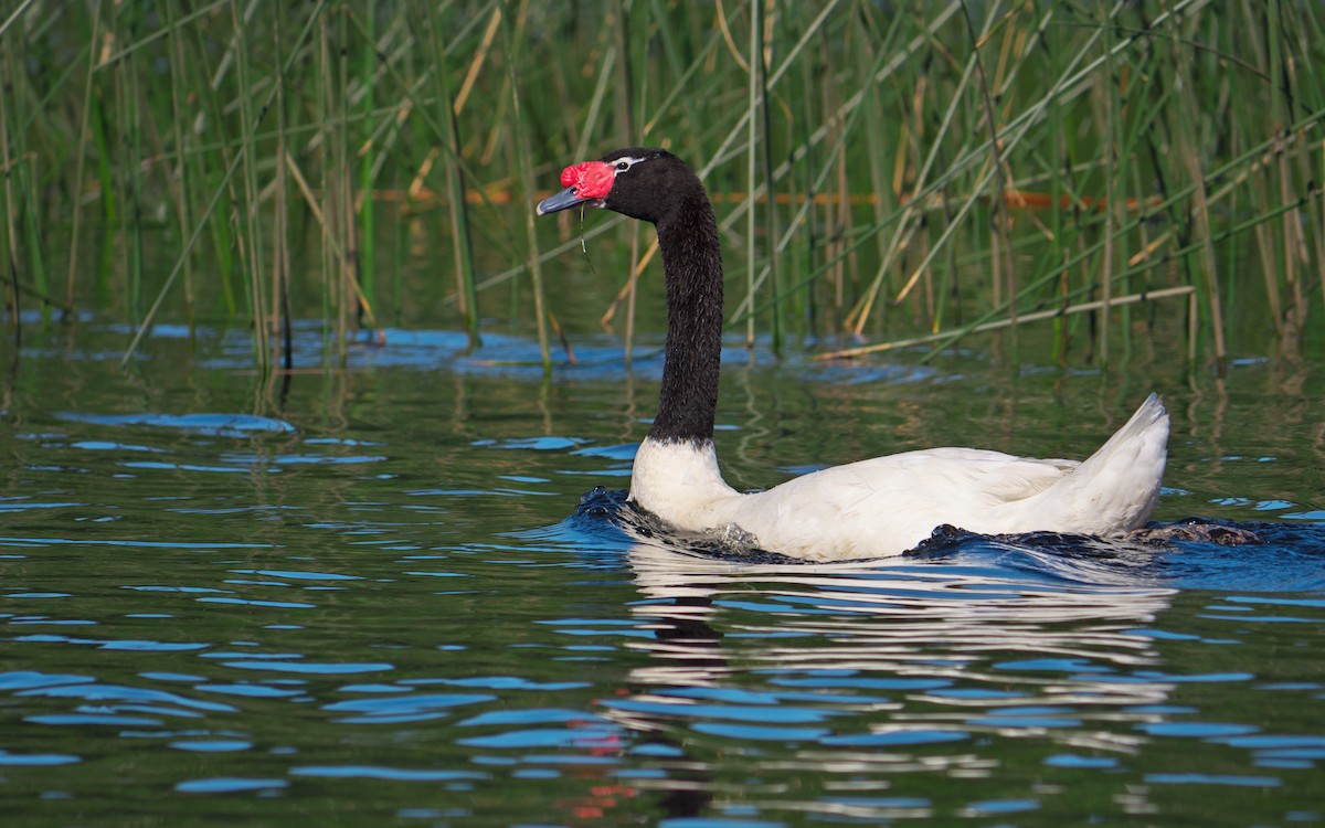 Black-necked Swan - ML34179921