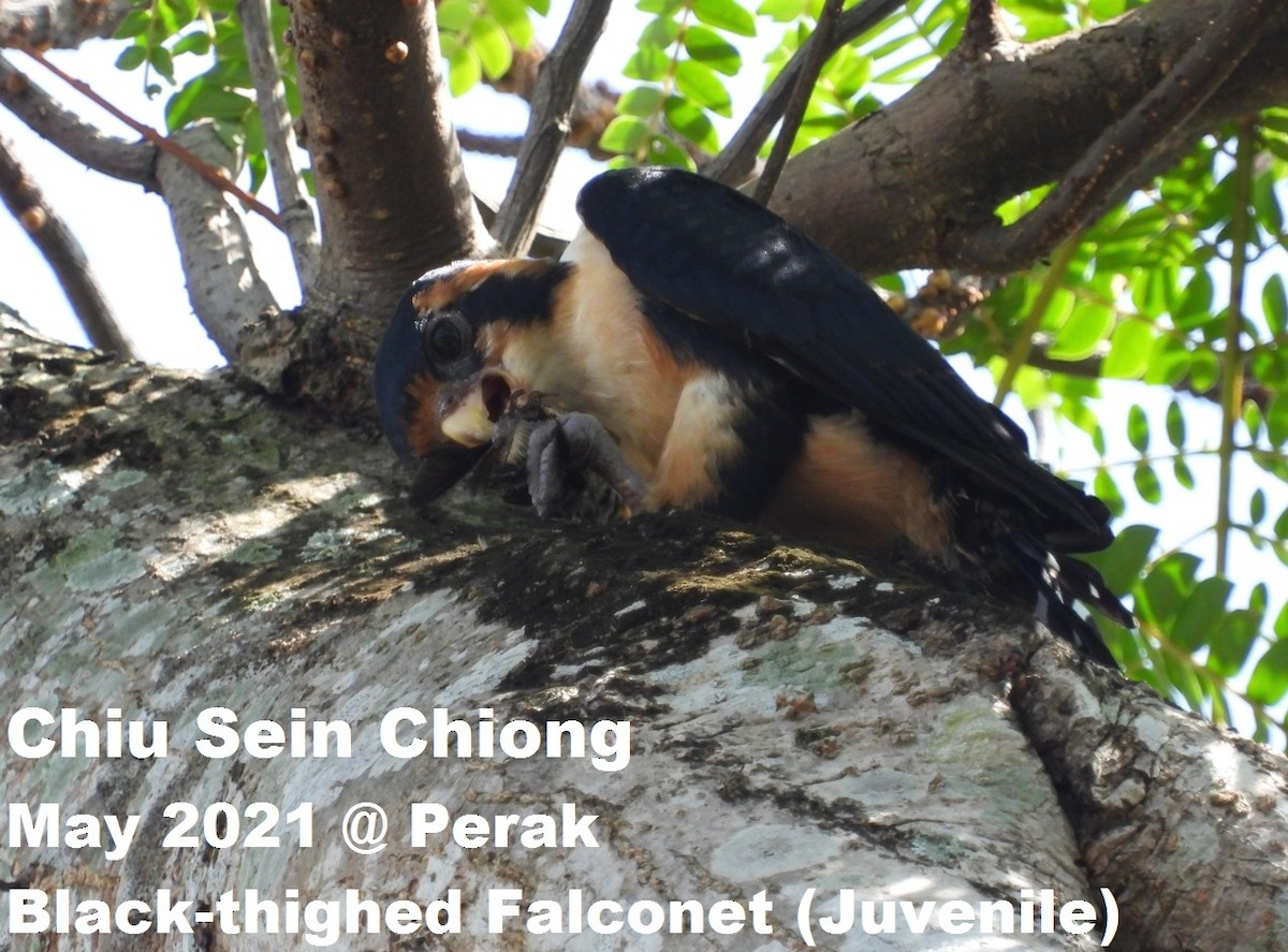 Black-thighed Falconet - Chiu Sein Chiong