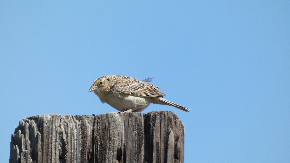 Grasshopper Sparrow - ML341801581