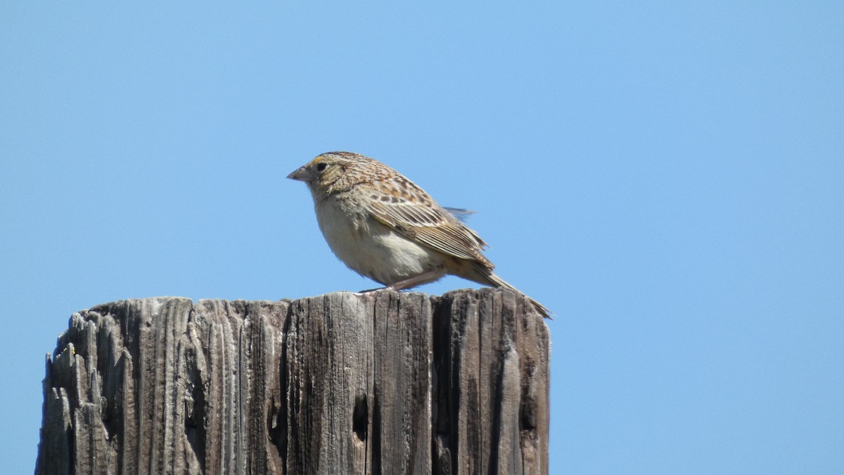Grasshopper Sparrow - ML341801611