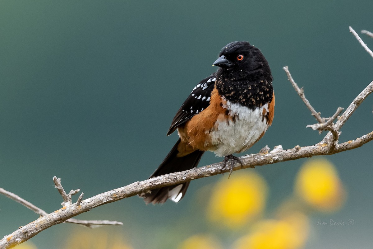 Spotted Towhee - ML341803881