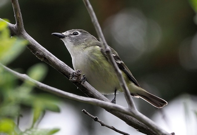 Cassin's Vireo