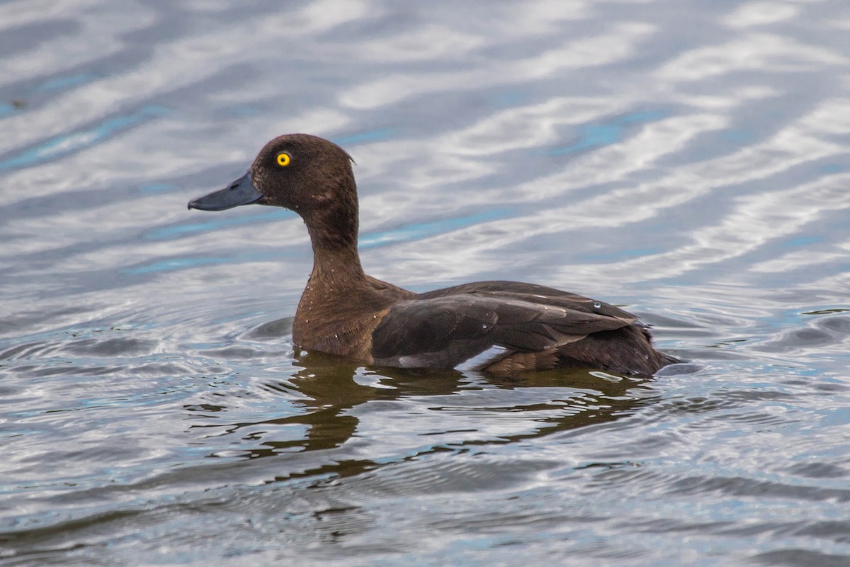 Tufted Duck - ML341817301