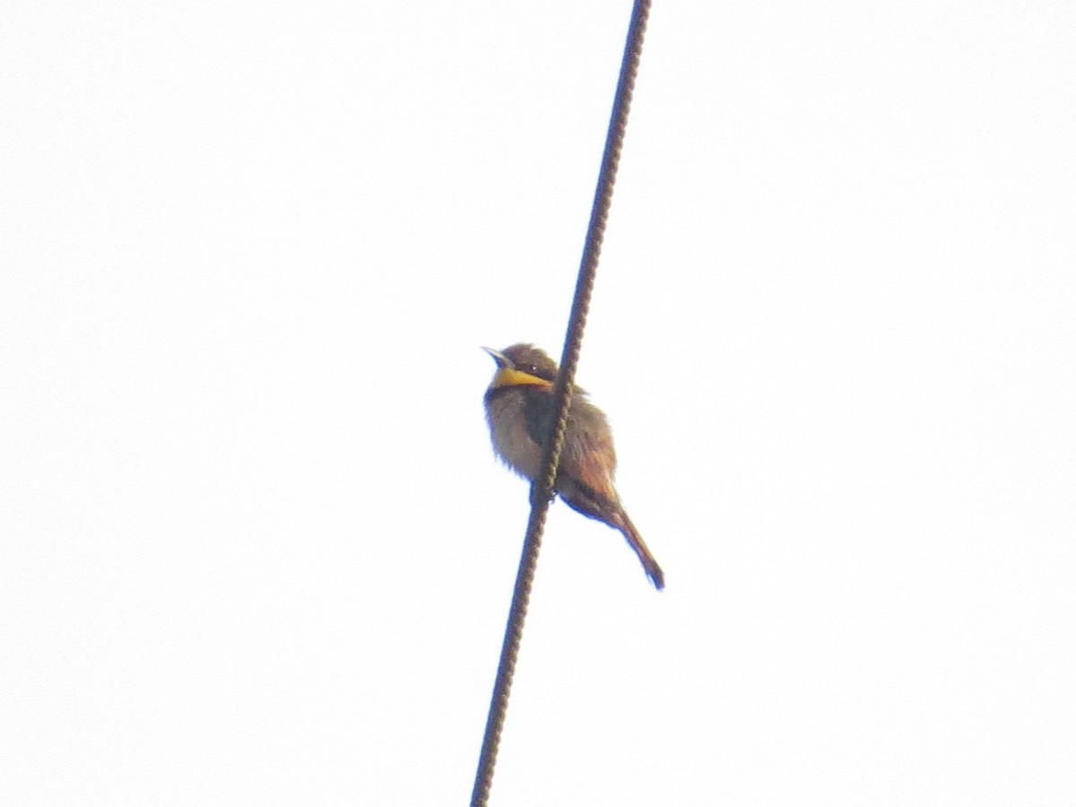 Little Bee-eater - ML341818611