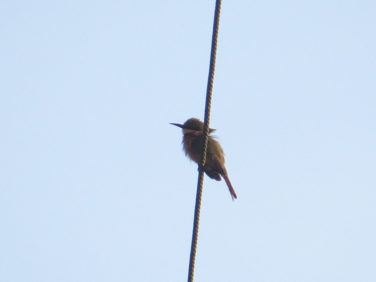 Little Bee-eater - ML341818621