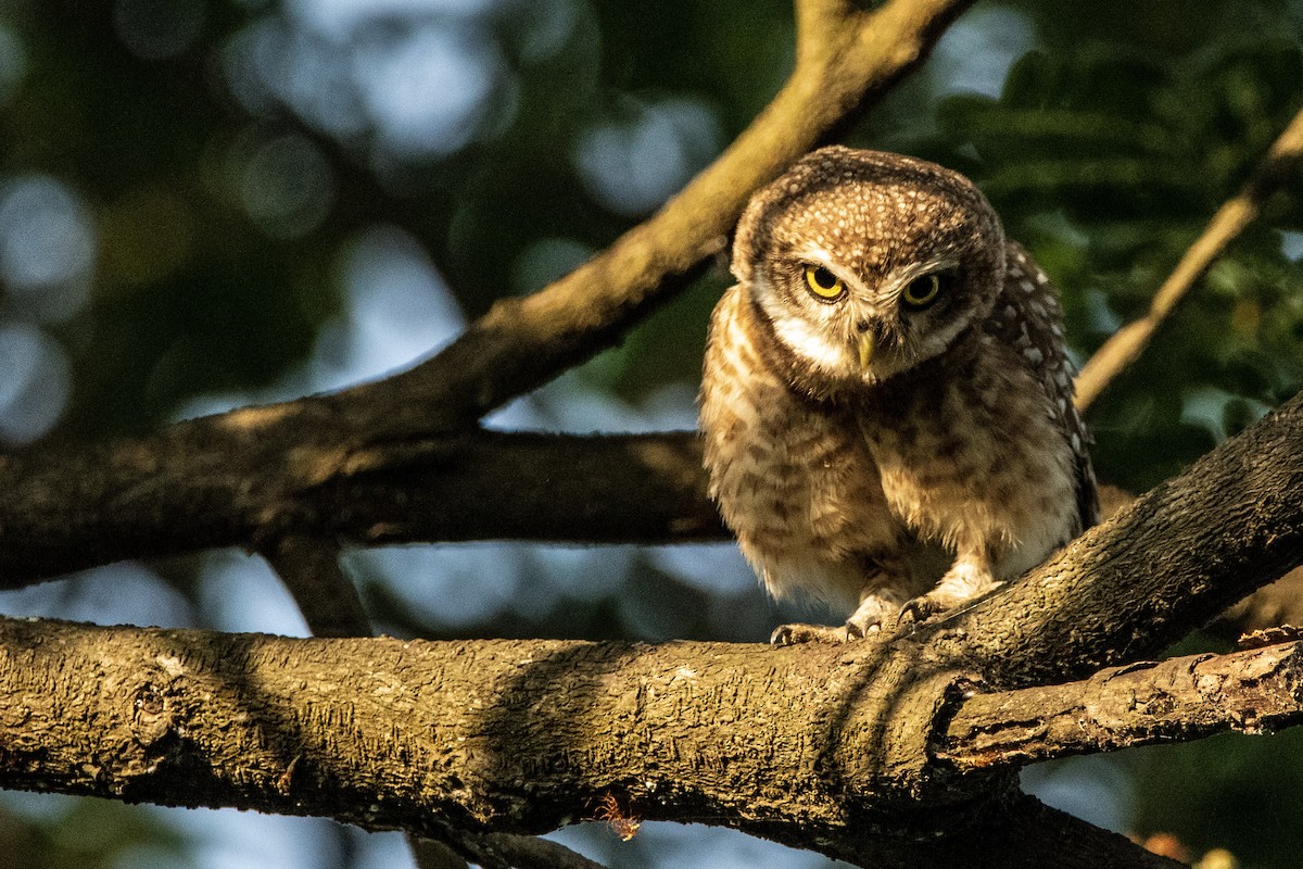 Spotted Owlet - ML341820711