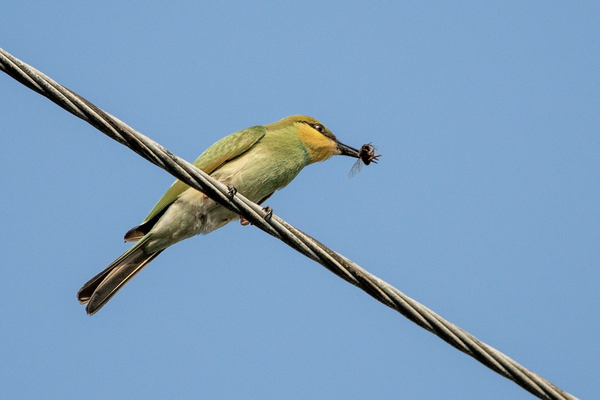Asian Green Bee-eater - ML341820761