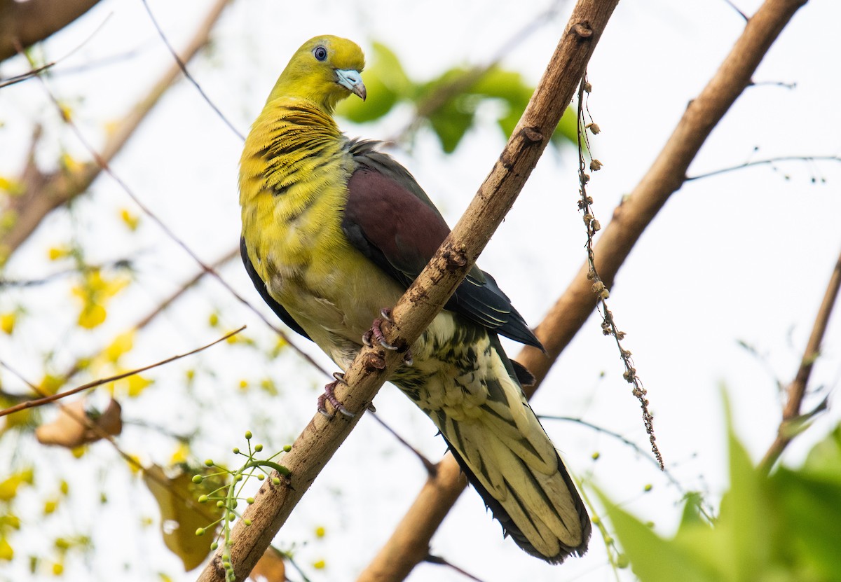 White-bellied Green-Pigeon - ML341824231