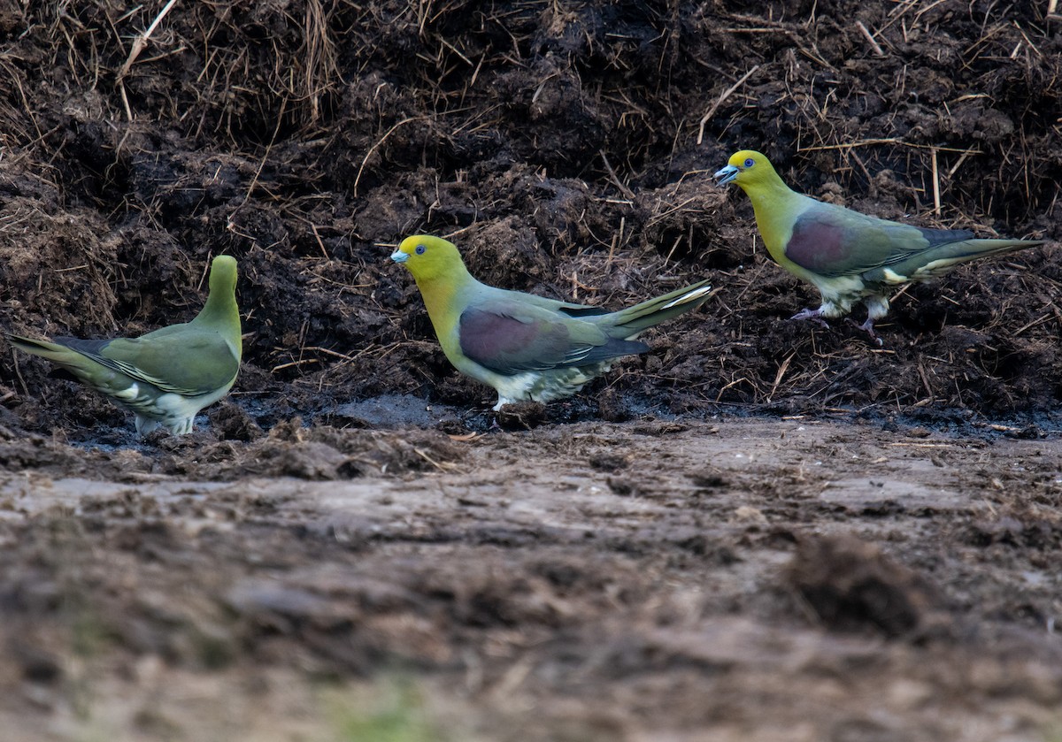 White-bellied Green-Pigeon - ML341824241
