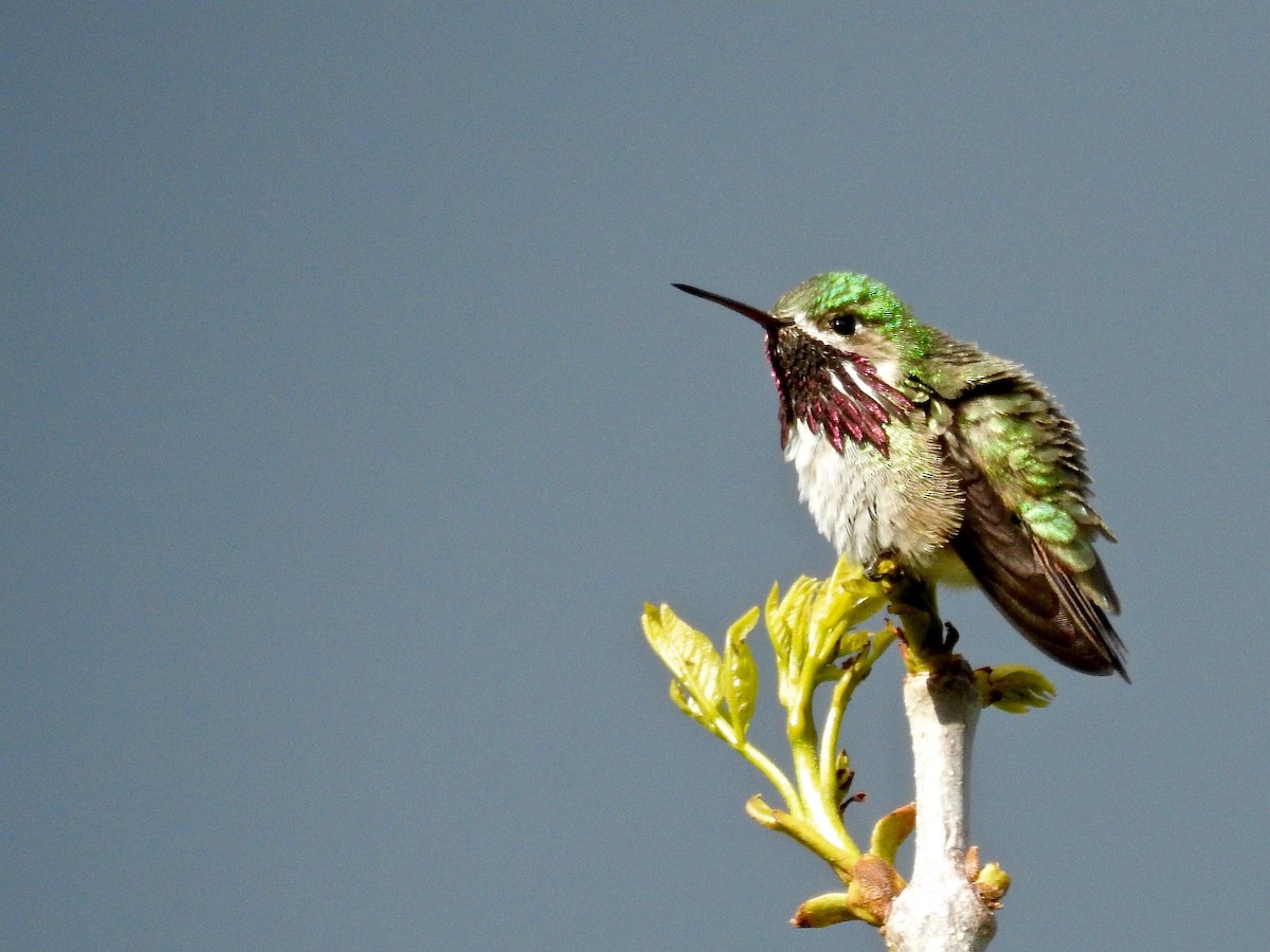 Calliope Hummingbird - Curtis Lund