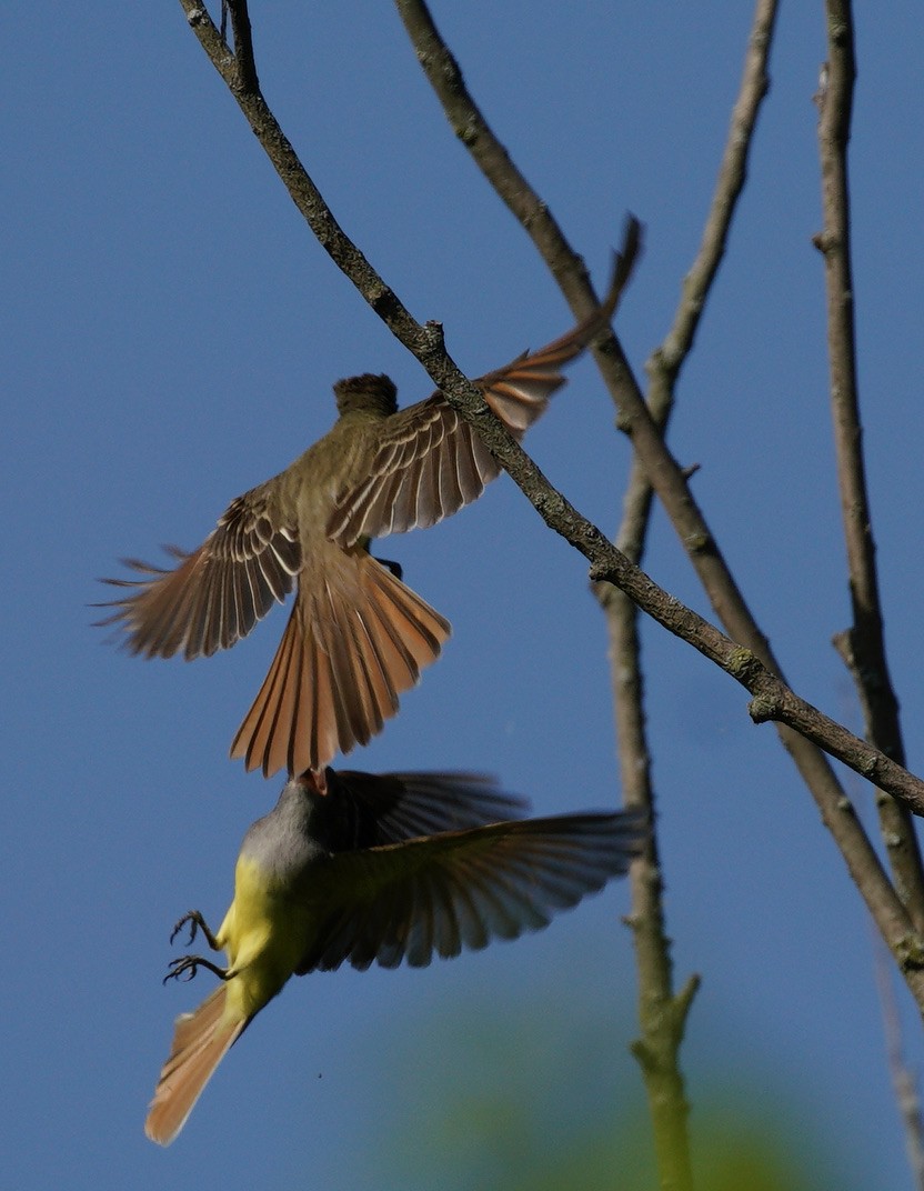 Great Crested Flycatcher - Amelie Lavenant-Wink