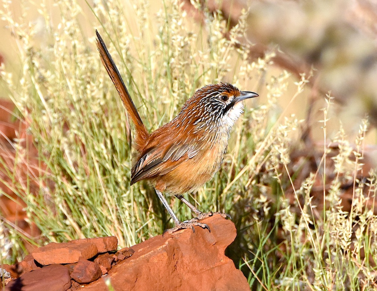 Rufous Grasswren (Pilbara) - ML341838231