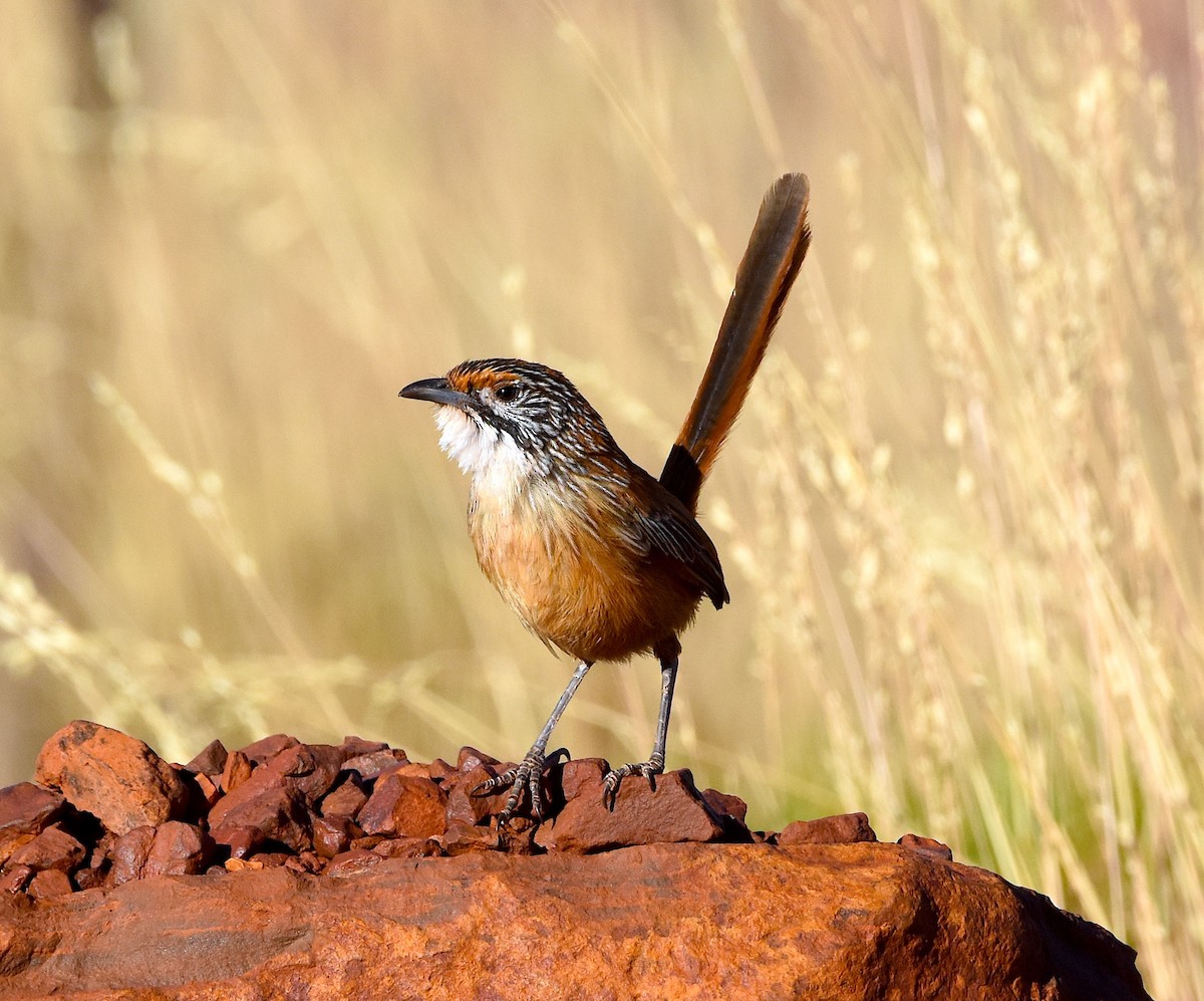 Rufous Grasswren (Pilbara) - Peter Valentine